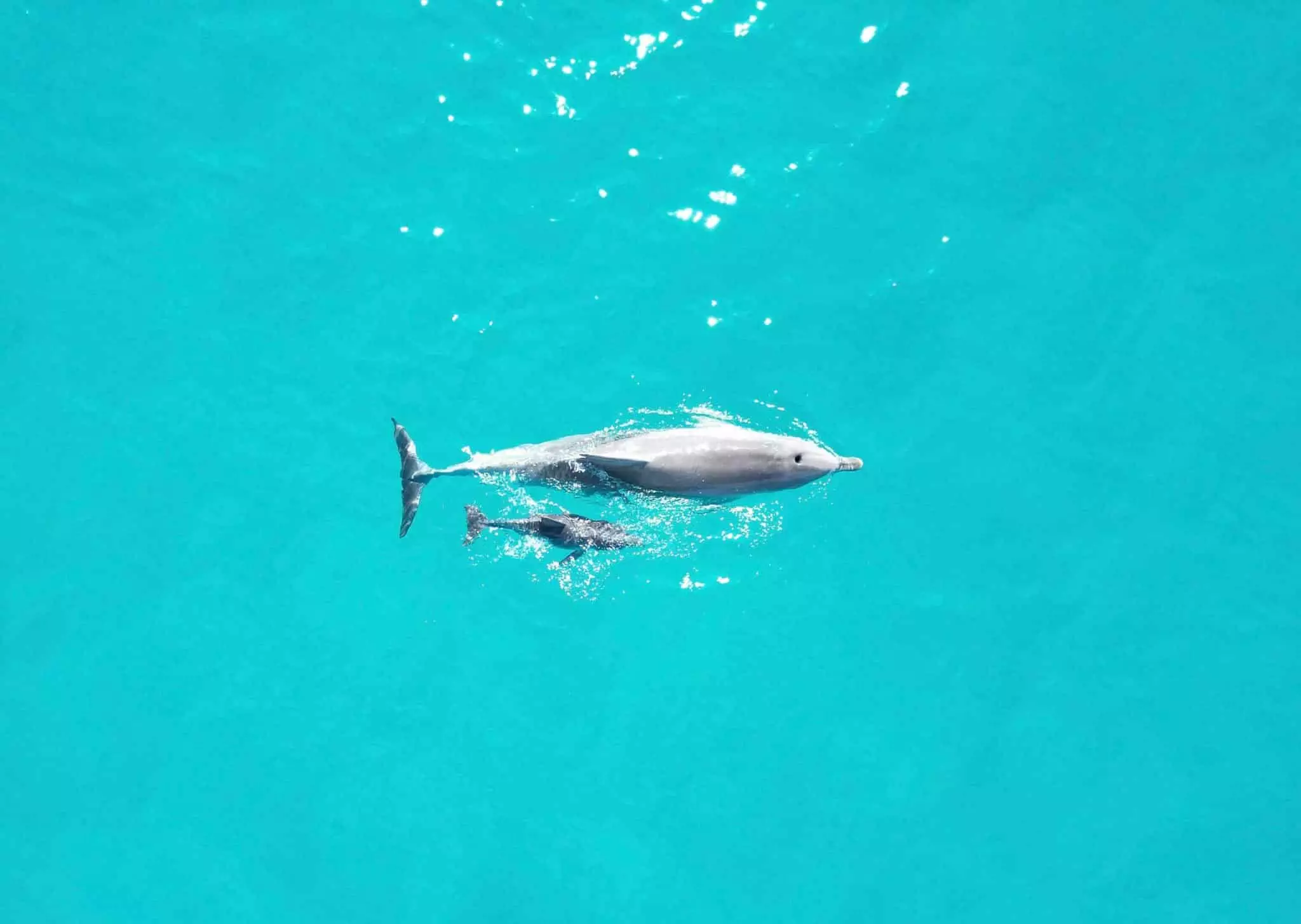 Aerial view of an adult dolphin swimming in turquoise water with a smaller dolphin swimming beside it.