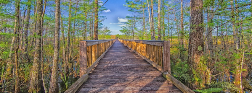 Wooden boardwalk through a lush green swamp with tall trees under a blue sky.